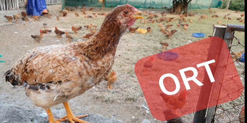 gà đá thở nhiều gà đá thở nhiều